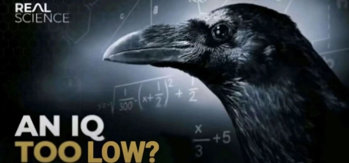 An IQ too low?